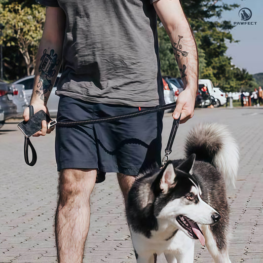 Reflective Elastic Dog Leash with Car Seatbelt Buckle