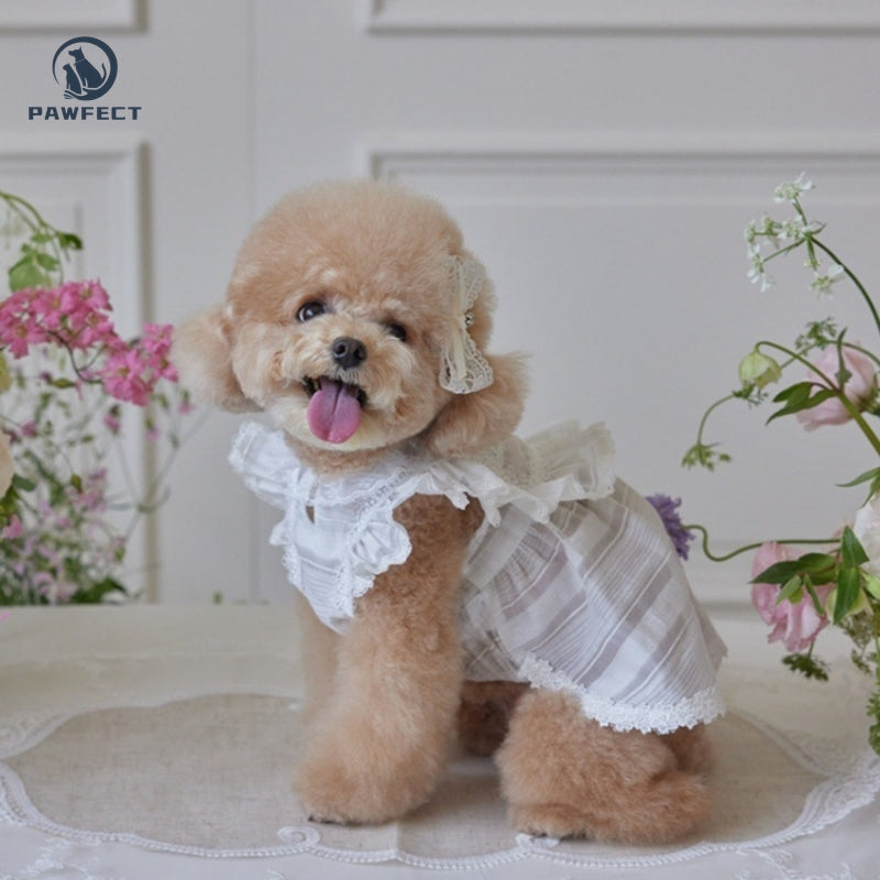 Lightweight Lace Dog Dress in Sweet Style