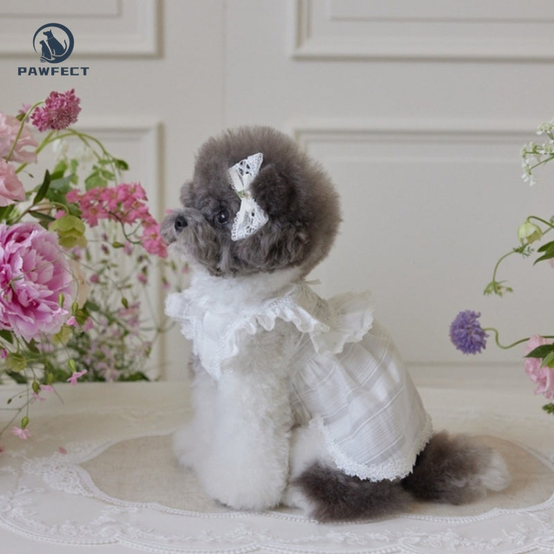 Lightweight Lace Dog Dress in Sweet Style