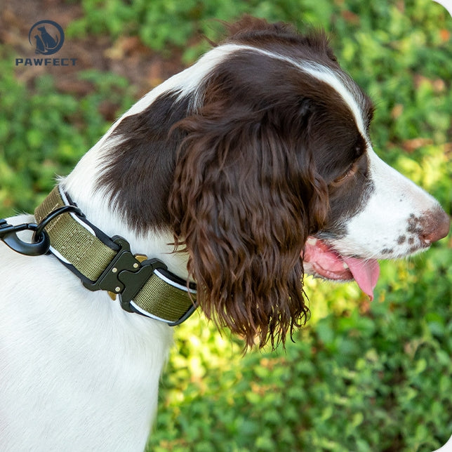Durable Adjustable Dog Collar with Reflective Piping