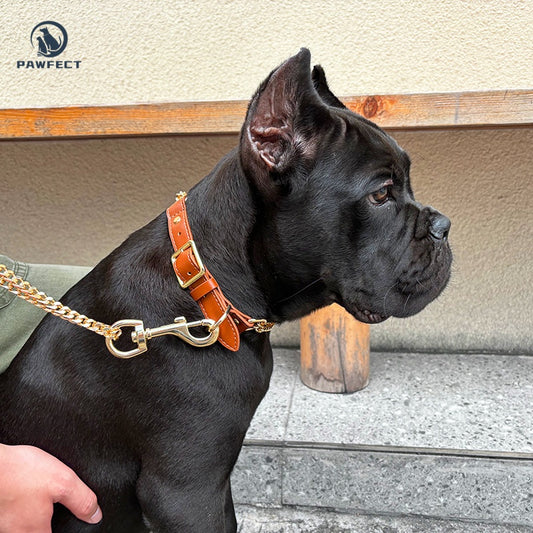 Golden Stainless Steel No-Pull Pet Collar & Leash Set