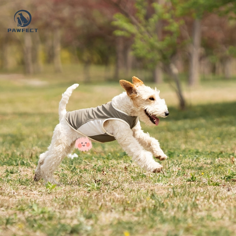 Breathable Mesh Quick-Dry Dog Vest