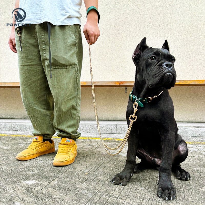 Golden Stainless Steel No-Pull Pet Collar & Leash Set