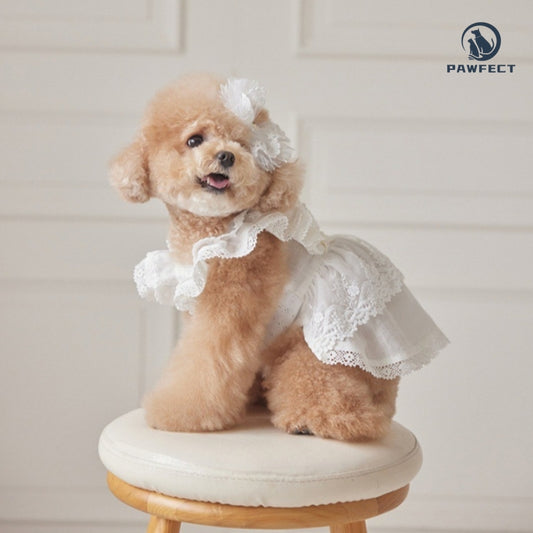 Lightweight Lace Dog Dress in Sweet Style