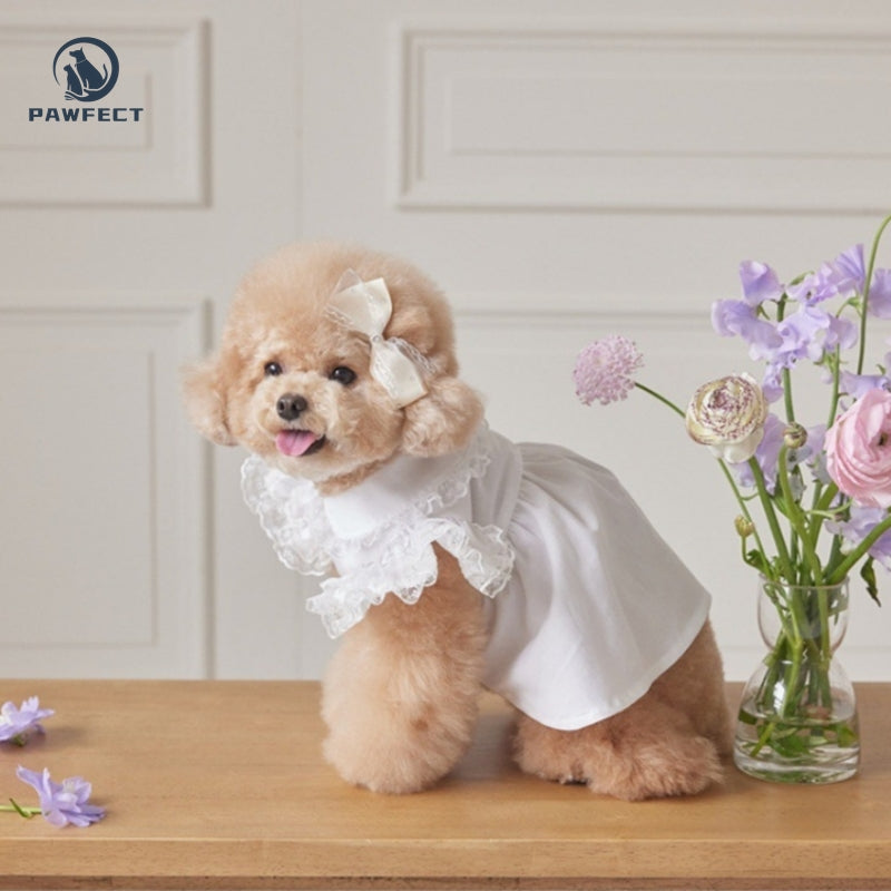 Lightweight Lace Flutter-Sleeve Dog Dress – Elegant Lady Style